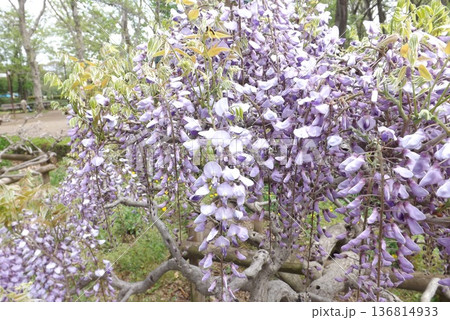藤の花 藤の花 136814933