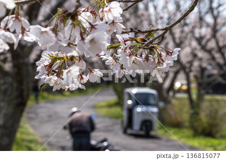 満開の桜と花見をする人々 満開の桜と花見をする人々 136815077