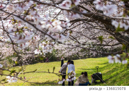 満開の桜と花見をする人々 136815078