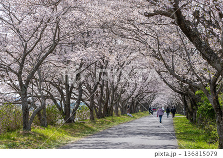 満開の桜と花見をする人々 136815079
