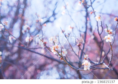 春の訪れを告げる梅の花 136815137