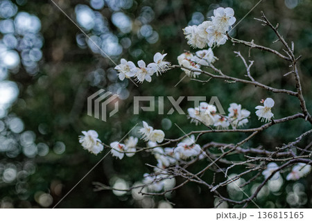 白梅の開花　実梅品種　青軸 136815165