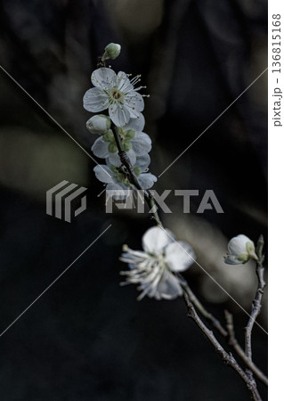 白梅の開花　実梅品種　青軸 136815168