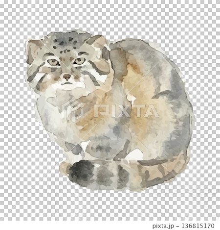 Watercolor style manul illustration 136815170
