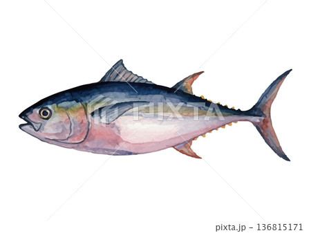 水彩風のマグロイラスト 水彩風のマグロイラスト 136815171