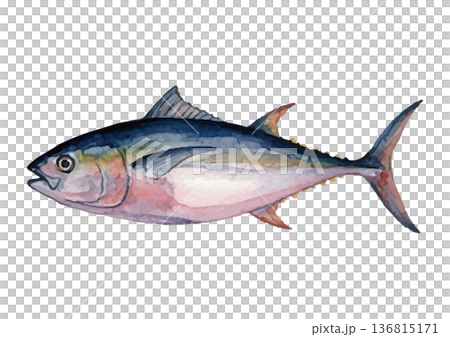 水彩風のマグロイラスト 水彩風のマグロイラスト 136815171