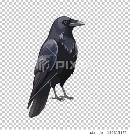 水彩風格的烏鴉插圖 136815175