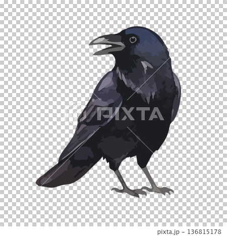 水彩風格的烏鴉插圖 136815178
