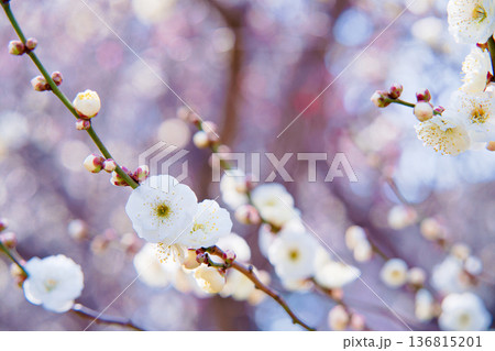 春の訪れを告げる梅の花 136815201