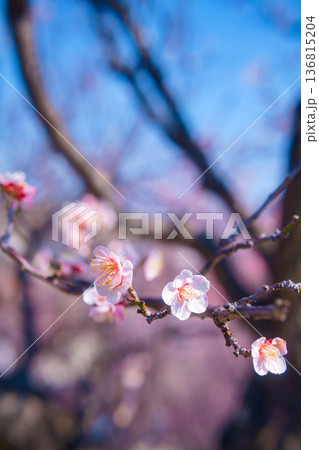 春の訪れを告げる梅の花 136815204