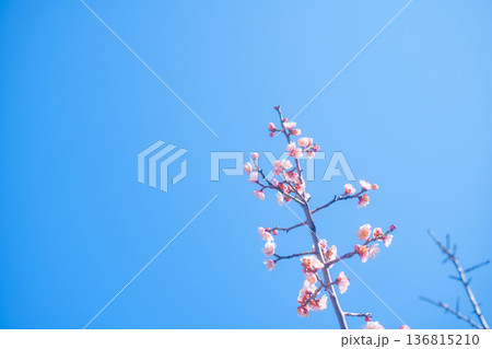 春の訪れを告げる梅の花 春の訪れを告げる梅の花 136815210