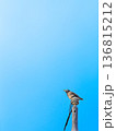 広がる青空と小さなムクドリ 136815212