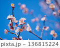 春の訪れを告げる梅の花 136815224