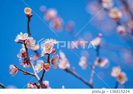 春の訪れを告げる梅の花 136815224