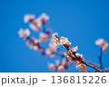 春の訪れを告げる梅の花 136815226