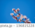 春の訪れを告げる梅の花 136815228