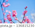 青空に映えるピンクの梅の花 136815230