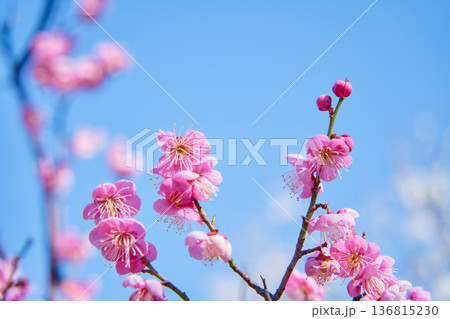 青空に映えるピンクの梅の花 136815230
