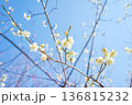 春の訪れを告げる梅の花 136815232
