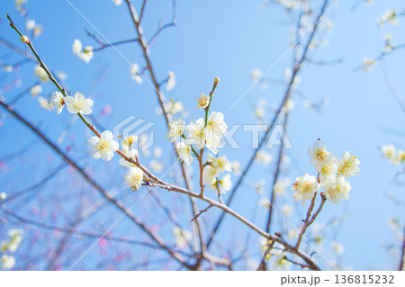 春の訪れを告げる梅の花 136815232