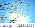 春の訪れを告げる梅の花 136815235
