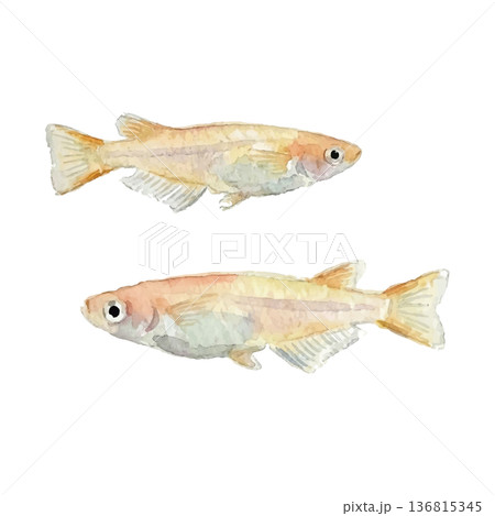 水彩風のメダカイラスト 水彩風のメダカイラスト 136815345