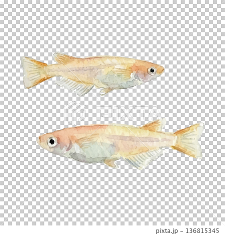 水彩風のメダカイラスト 水彩風のメダカイラスト 136815345