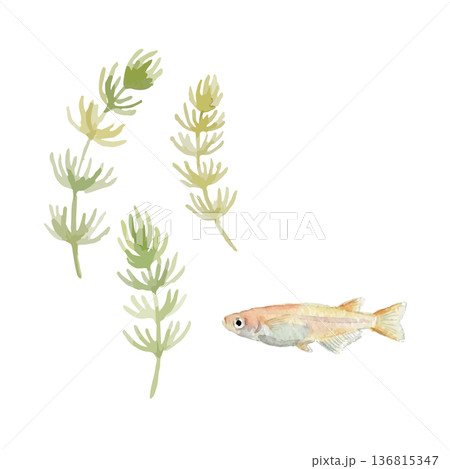 水彩風のメダカイラスト 136815347