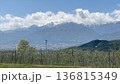 長野県 中央アルプス（木曽山脈）と果樹園のある風景 136815349