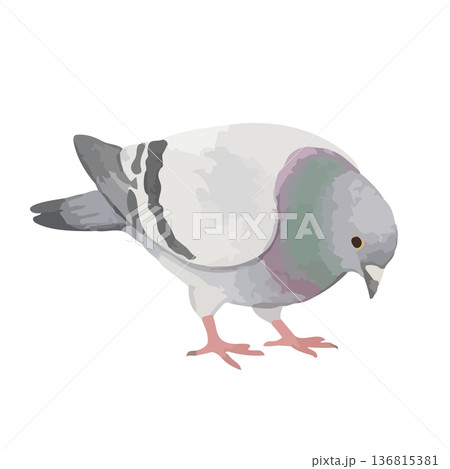 水彩風の鳩のイラスト 136815381