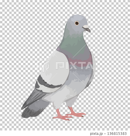 水彩風格的鴿子插圖 136815383