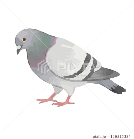 水彩風の鳩のイラスト 136815384