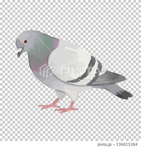 Watercolor style dove illustration 136815384