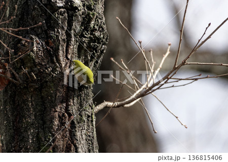 コナラの幹に止まるメジロ科メジロ 136815406