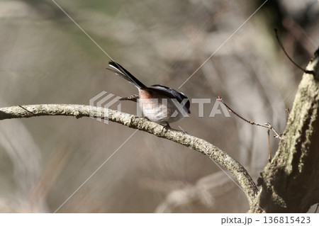 枝に止まるエナガ科エナガ 136815423