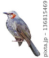 日本の野鳥　ムクドリ　水彩 136815469