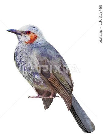 日本の野鳥 ムクドリ 水彩 日本の野鳥 ムクドリ 水彩 136815469