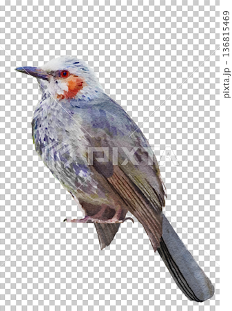日本の野鳥 ムクドリ 水彩 日本の野鳥 ムクドリ 水彩 136815469