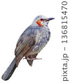 日本の野鳥　ムクドリ　水彩　小鳥 136815470