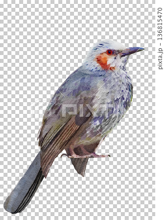 日本野生鳥類,椋鳥,水彩畫,小鳥 日本野生鳥類,椋鳥,水彩畫,小鳥 136815470