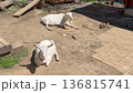 日向でくつろぐ白ヤギ2頭の風景 136815741