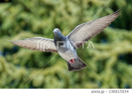 翼を大きく広げて飛ぶカワラバト 136815834
