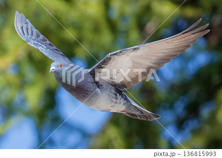 滑空するカワラバト 滑空するカワラバト 136815993