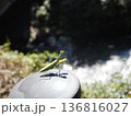 カマキリ 136816027