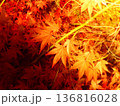 紅葉したモミジ 136816028
