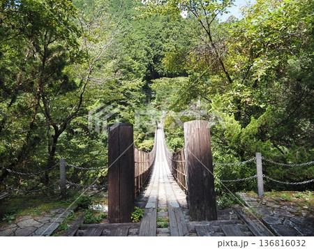 新緑に包まれた遊歩道 136816032