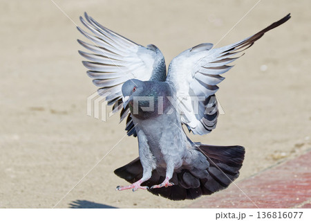 公園の広場に着陸するカワラバト 136816077