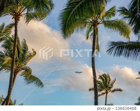 夕暮れに映えるヤシの木 136816408
