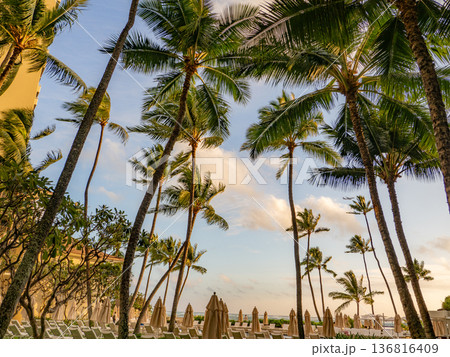 夕暮れに映えるヤシの木 136816409
