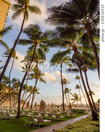 夕暮れに映えるヤシの木 136816410